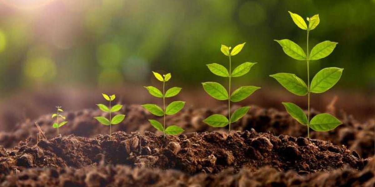 Plant Growth Regulators Market Trends Research Report And Overview On Global Market Till 2030