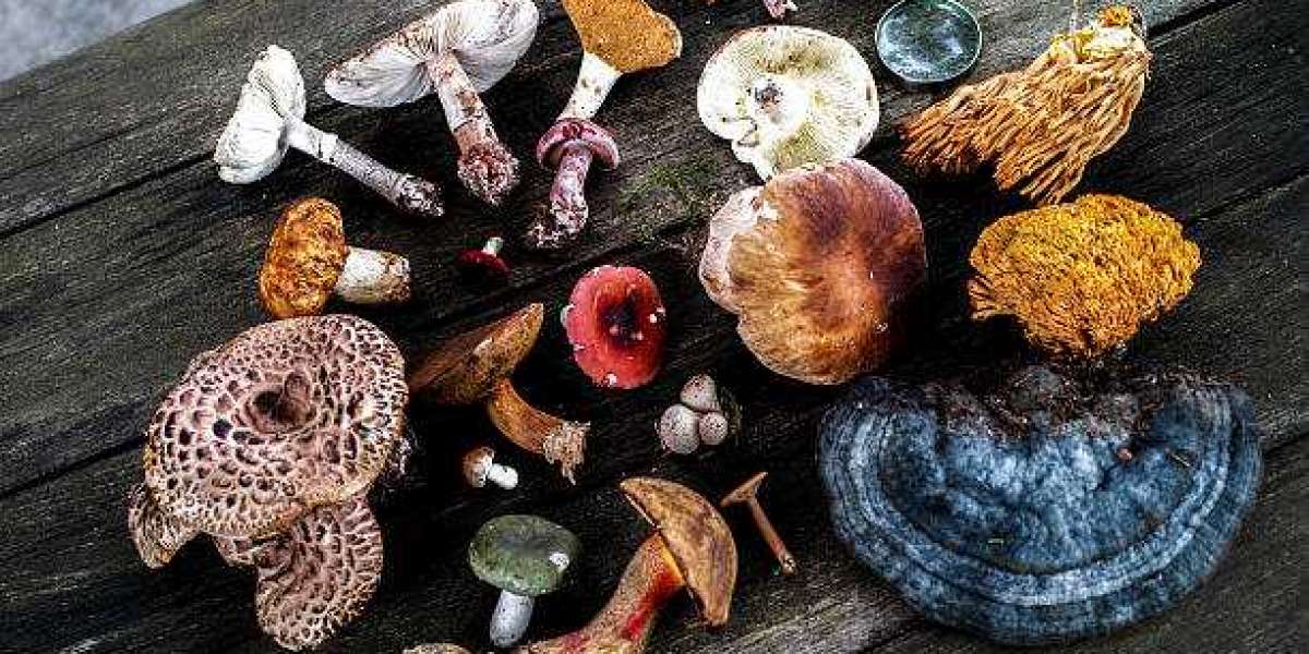 Medicinal mushrooms market, Trends, Revenue, Key Players, Growth, Share and Forecast Till 2027