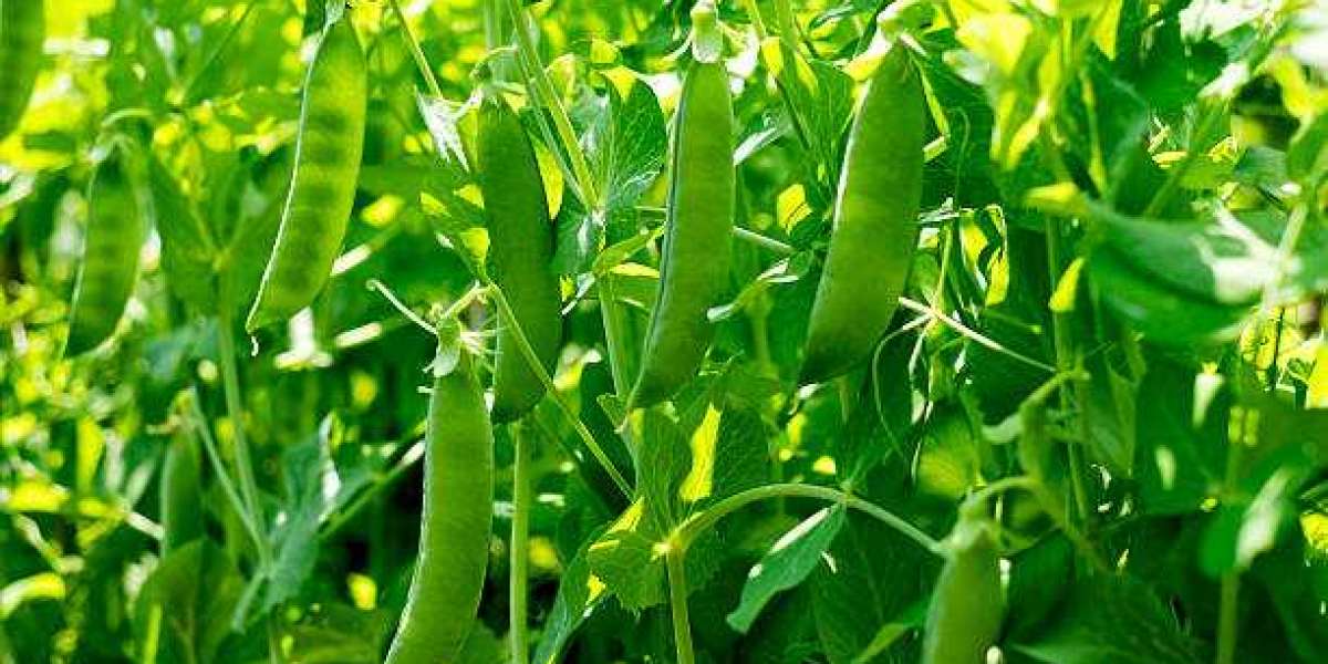 Field peas market,Chain Anaysis,  Growth and Business Development Report by 2030