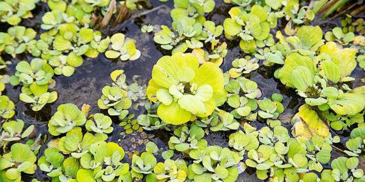 Aquatic herbicide market, Trends, Growth, Recent Demand, Industry Analysis, Insights, Outlook and Forecasts Research 203