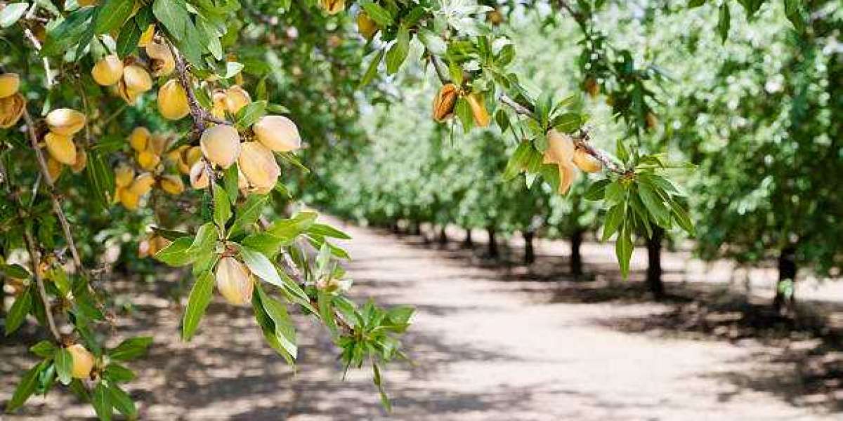 Tree nuts market overview ,Size, Share, Trends, Growth and Forecast 2030