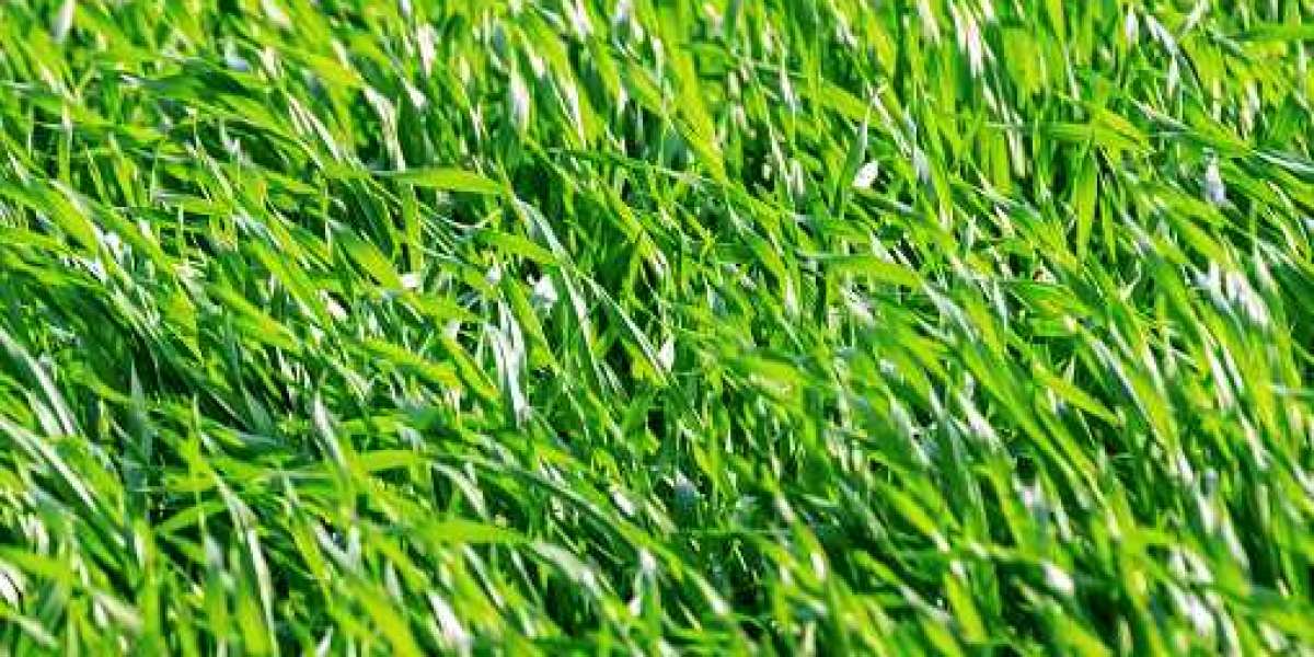 Key Wheatgrass Products Market Players, Global Demand and Regional Analysis forecast year 2030