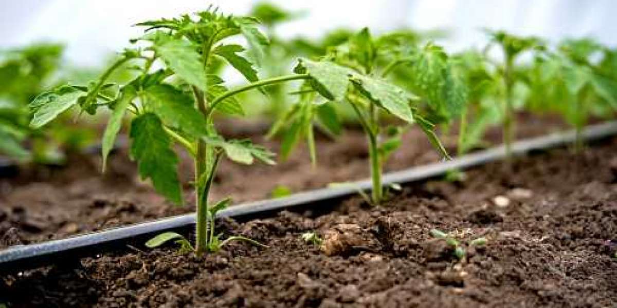 Drip Irrigation Market Trends, Category by Type, Top Companies, and Forecast 2030