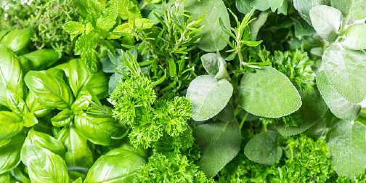 Fresh Herbs Market Insights: Drivers, Opportunities, Key Players, and Forecast 2030