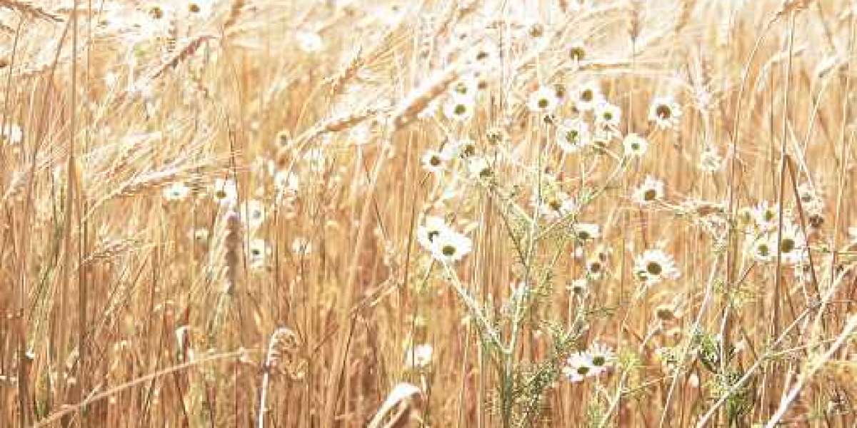 Forage Seeds Market Trends, Size and Growth Rate