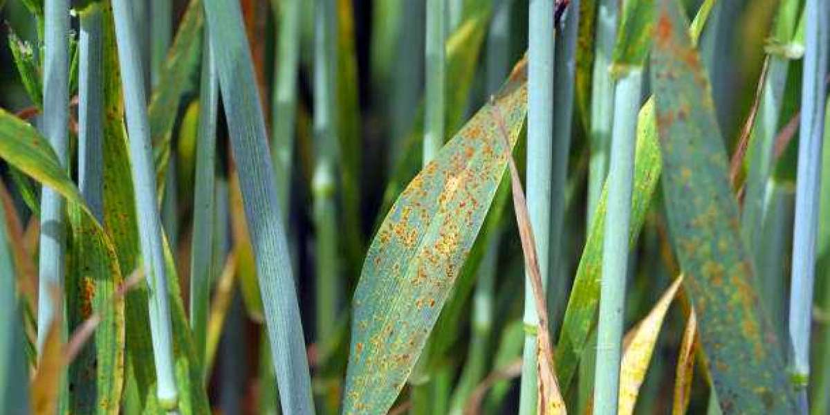 Fungicides Market Trends Growth With Worldwide Industry Analysis To 2028