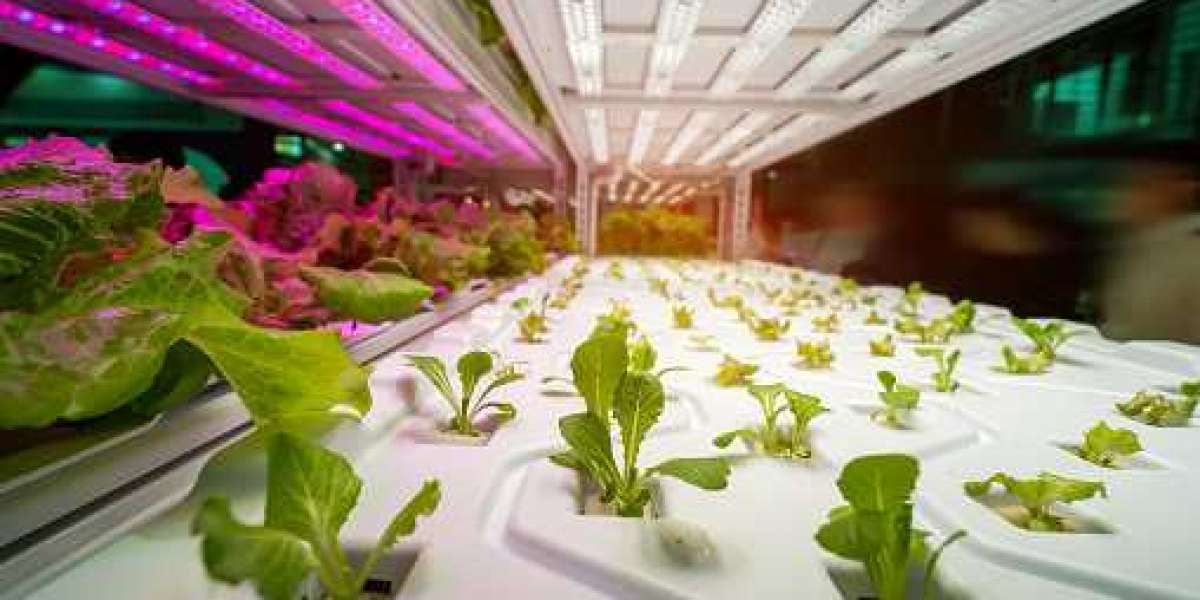 Hydroponics Market with Top Companies, Gross Margin, and Forecast 2030