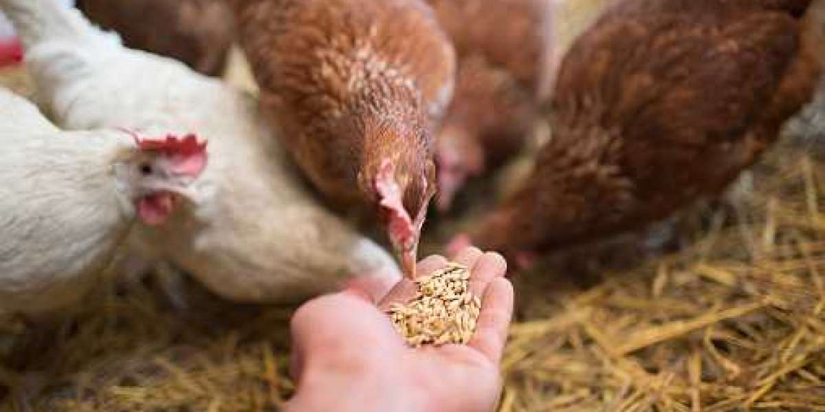 Poultry Feed Market Overview 2030: Trends, Challenges, and Opportunities