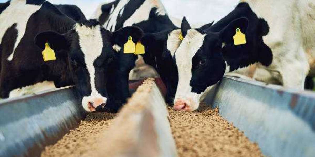 Animal Feed Market Research: Key Players, Statistics, and Forecast 2030