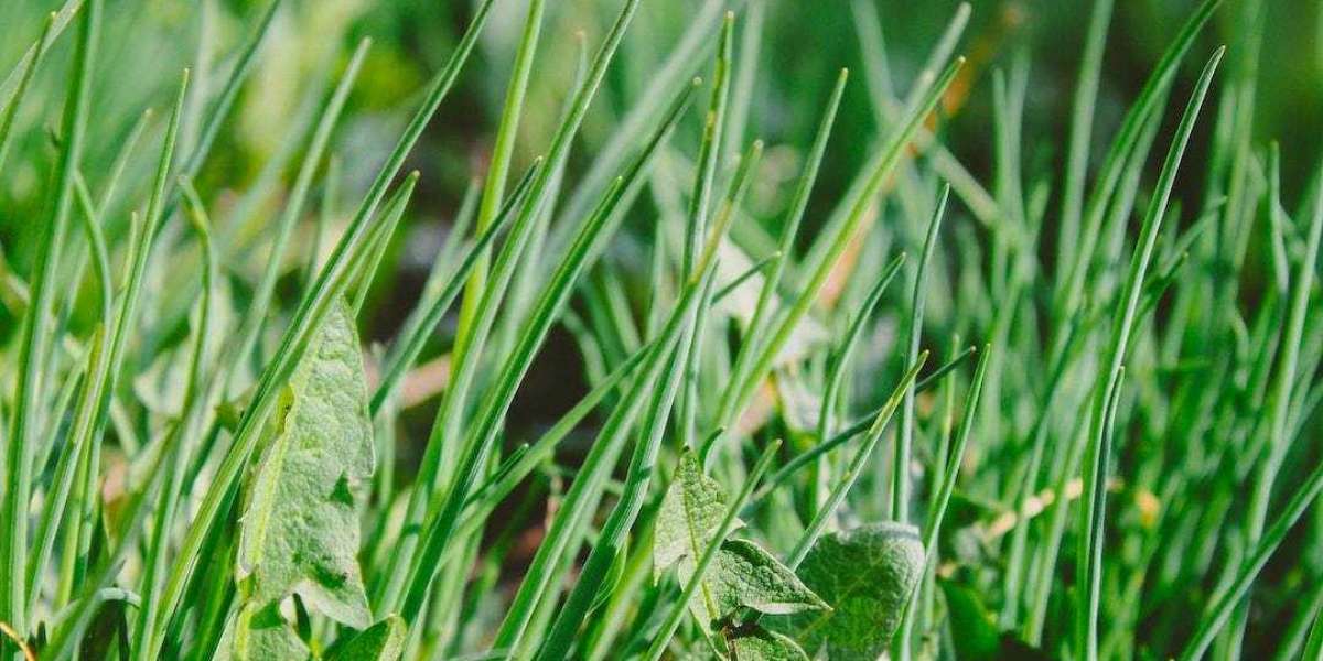 Homemade Weed Killer: A Natural Solution for a Flourishing Garden