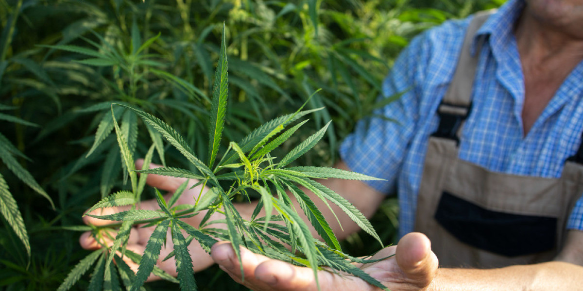 Unlocking Wellness: Exploring Medical Cannabis Benefits