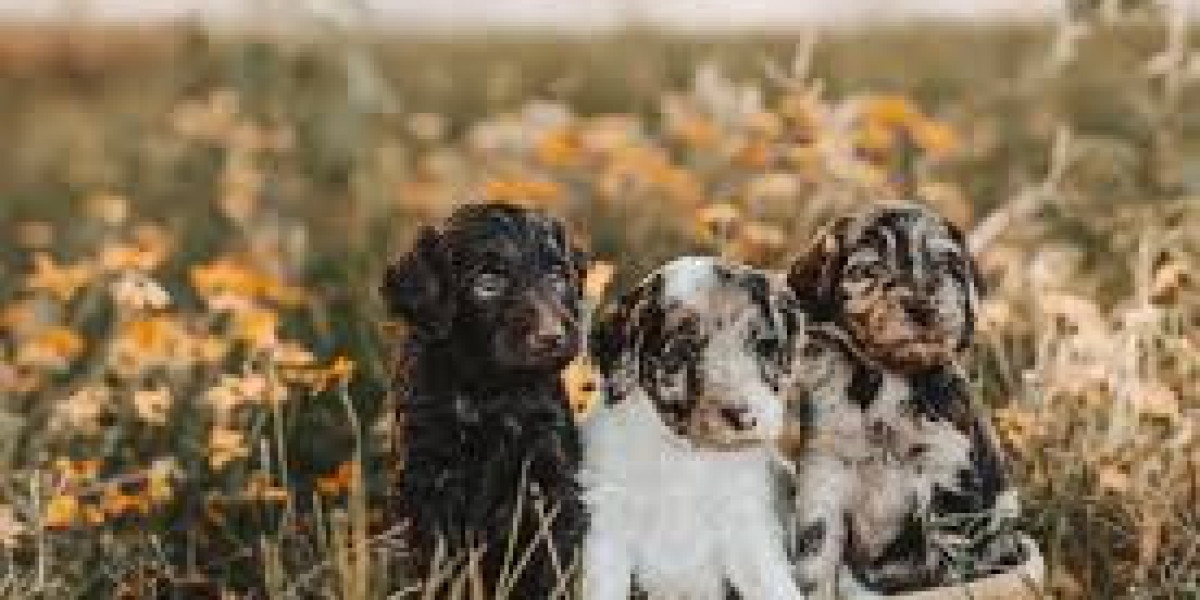 Labradoodle Prices in California: What You Need to Know Before Buying
