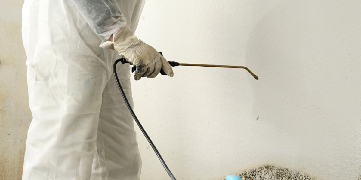 Radiant Revival: Rainbow Mold Removal Services Renew Your Living Space