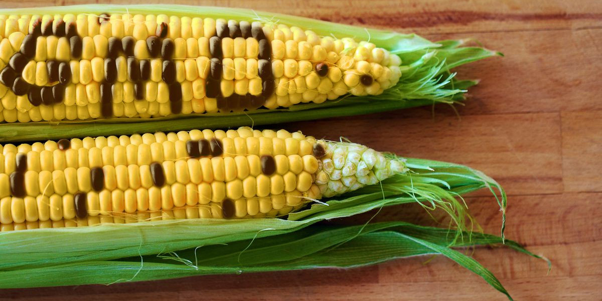 Genetically Modified (GMO) Food Market Report: Latest Industry Outlook & Current Trends 2023 to 2032