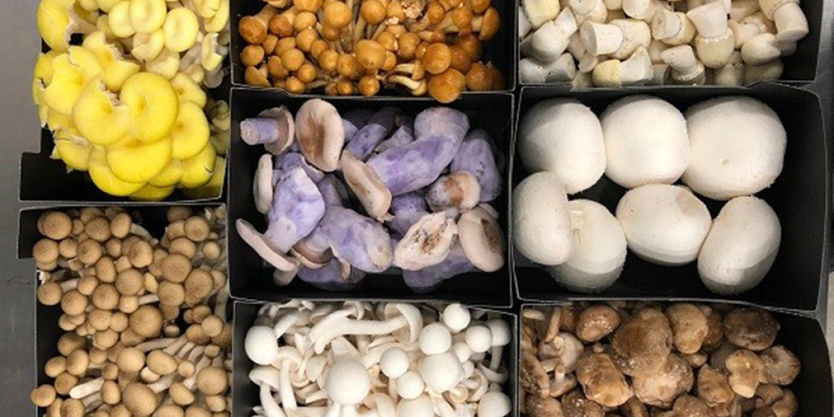 Mushroom Market Growth, Trends & Regional Analysis Report to 2032