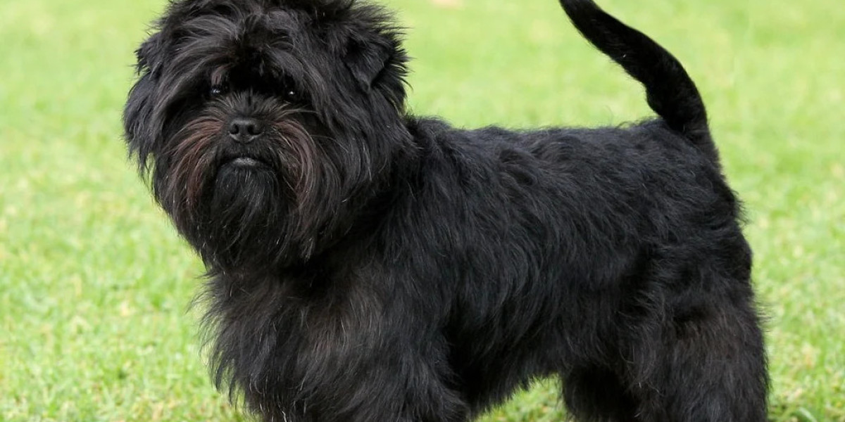 Affenpinscher Guide: Insights from Petworld Experts