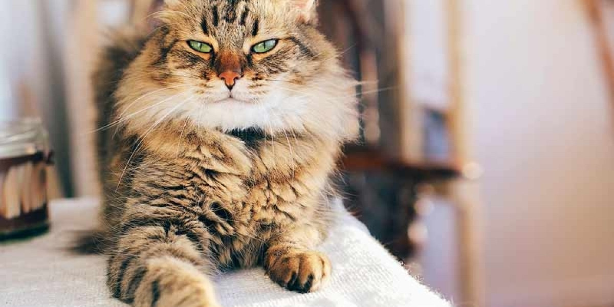 What Cat Breeds Are Hypoallergenic? Are Persian Cats Hypoallergenic