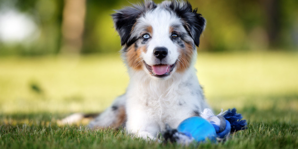 Australian Shepherd Puppies: Training and Socialization Guide by thepetworld.org