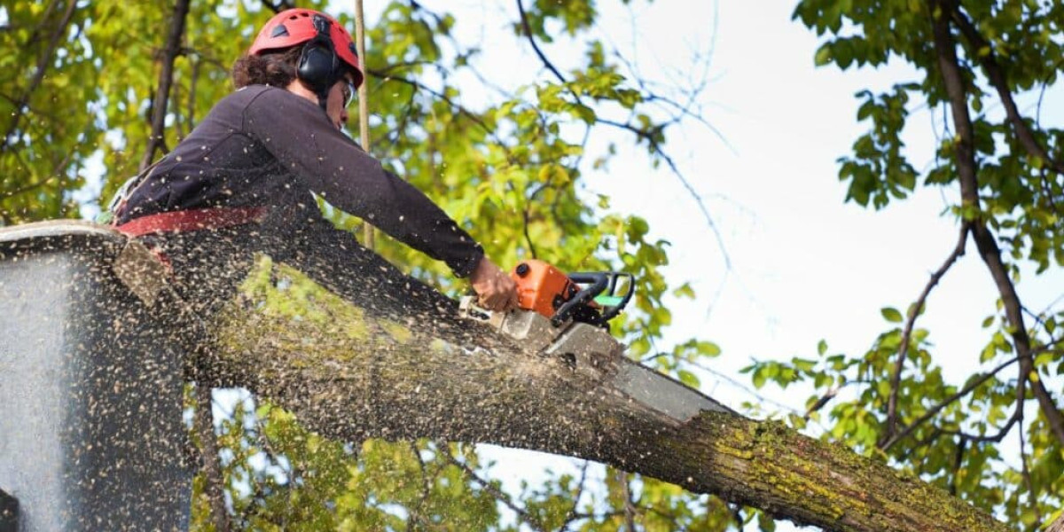 Tree Removal Denver: The Ultimate Guide to Expert Tree Services