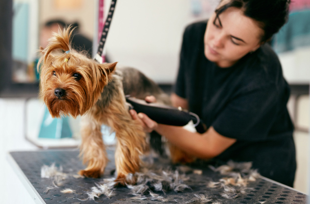 Top Cat Grooming Services in Scottsdale | Professional Cat Groomers