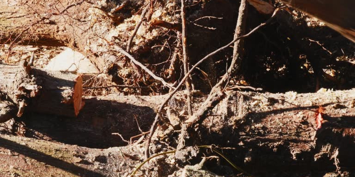 From Chainsaws to Stump Grinders: Mastering Tree and Root Removal