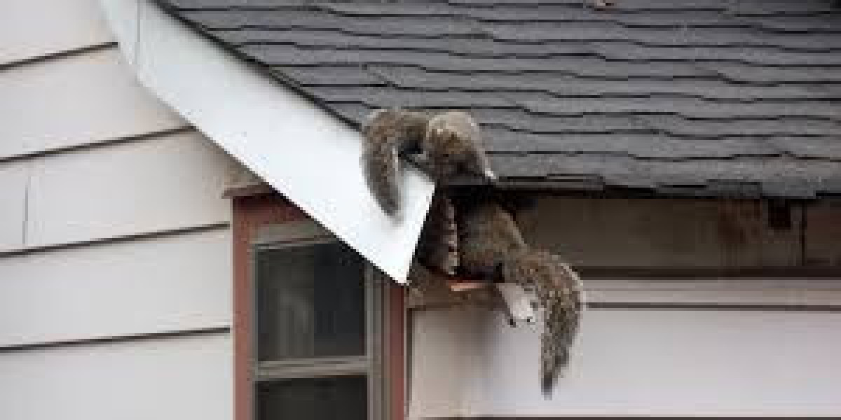 Squirrel Control: Effective Strategies for Keeping These Rodents at Bay