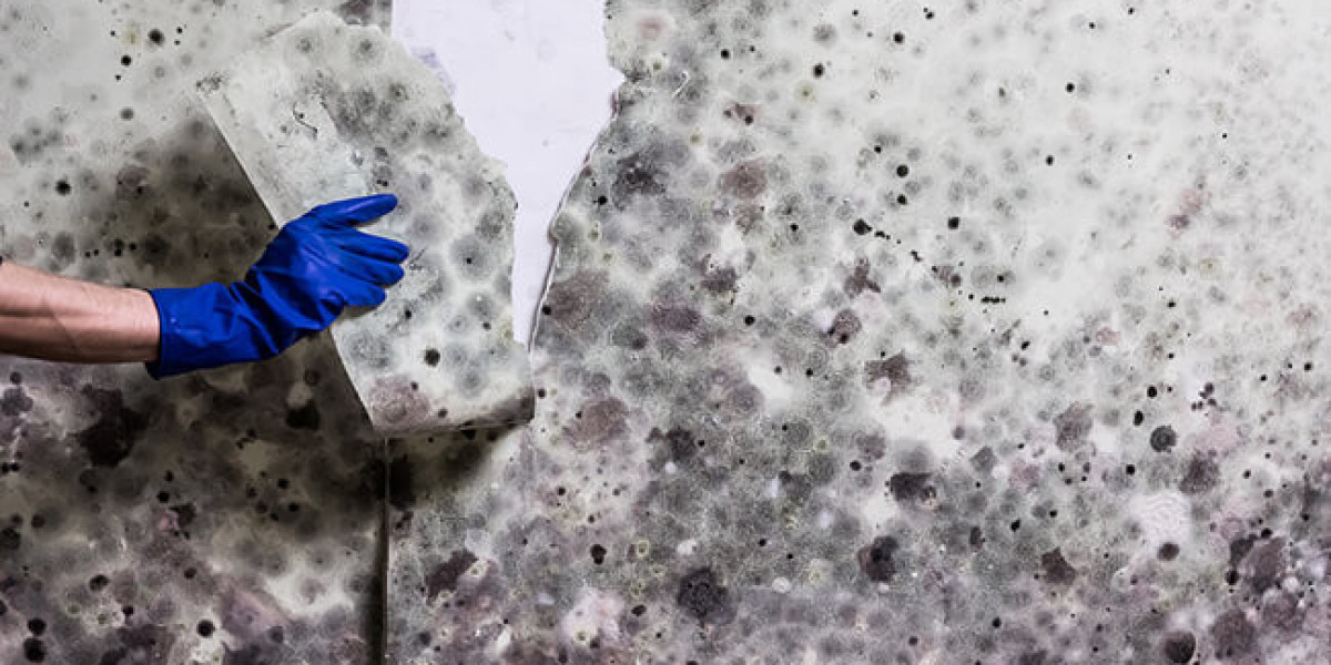 Professional Mold Removal Miami FL: Get Rid of Mold Now