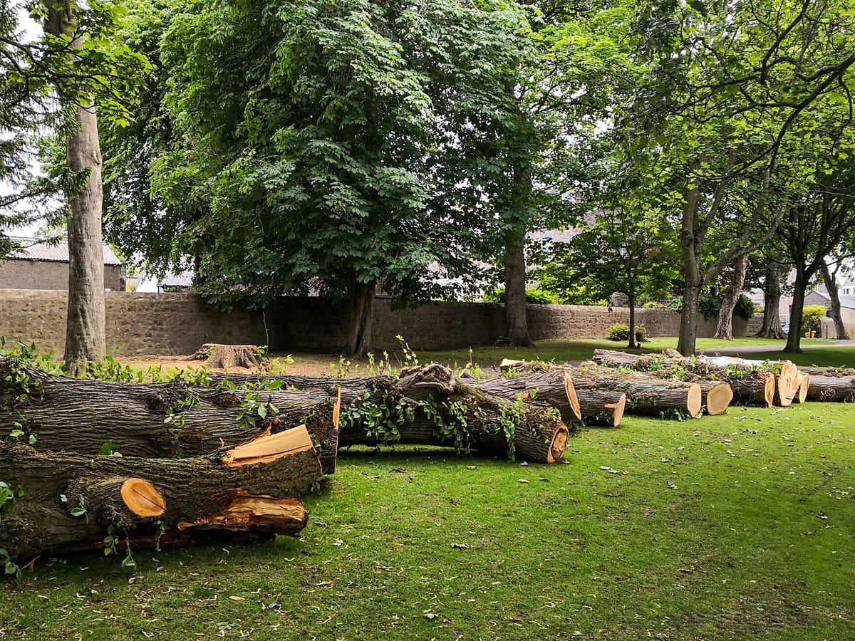 Signs Your Tree Needs Expert Assistance: When to Call a Tree Removalist | by Shellharbour City Tree Care | Jun, 2025 | Medium