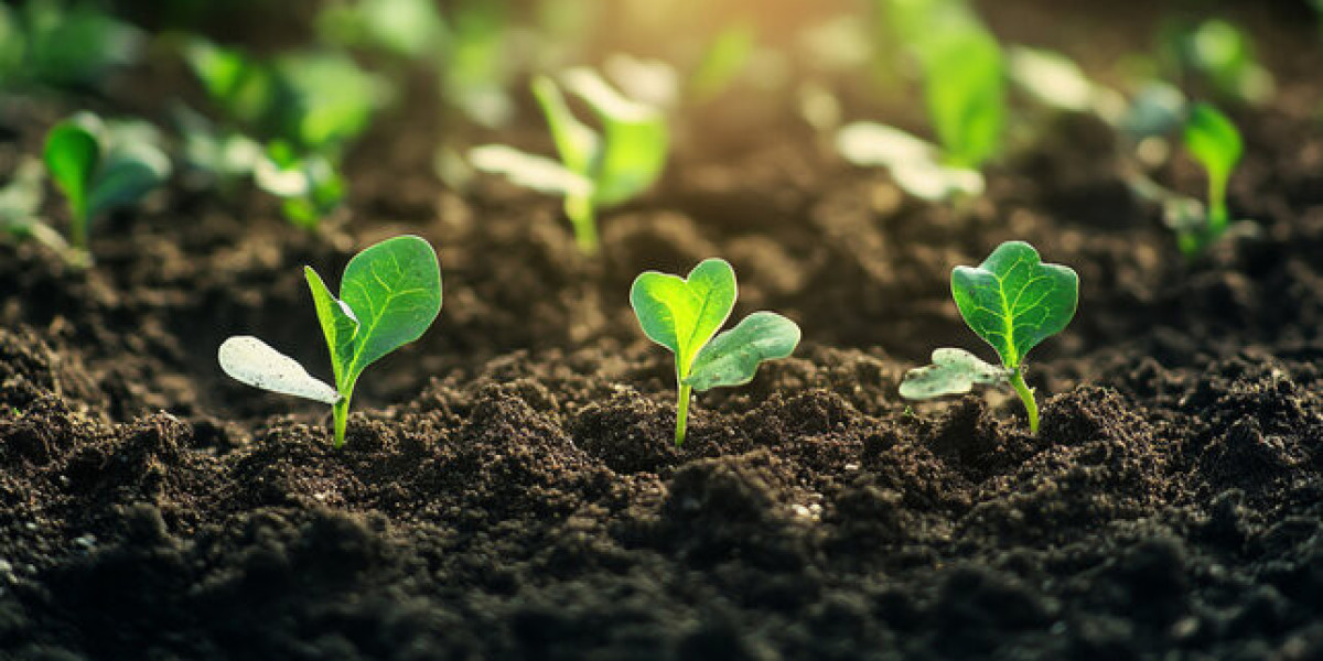 Biofertilizers Market Growth: Powering Sustainable Agriculture Naturally