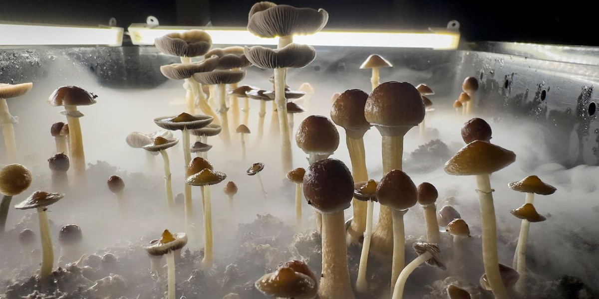 Reliable Information Regarding Magic Mushroom Dispensary