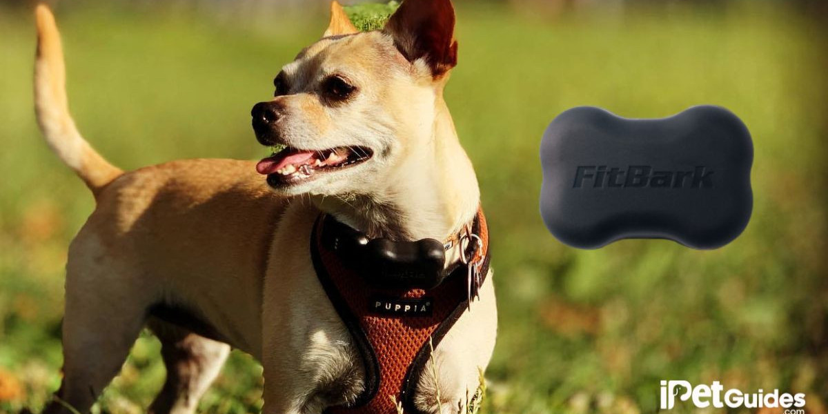 FitBark 2: The Smart Dog Tracker