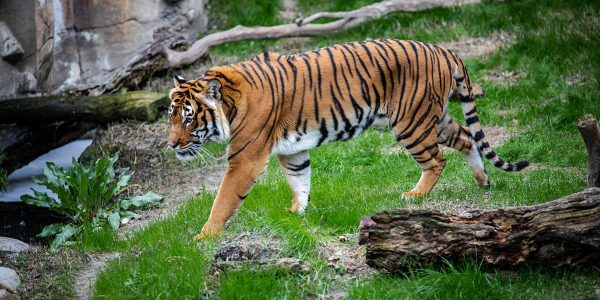 Bengal Tiger Safari: A Journey into the Heart of the Wild