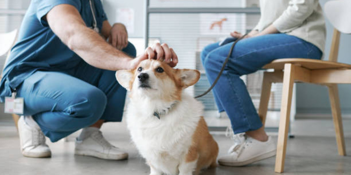 How do Veterinarians in Arizona Support Your Pet's Wellness Journey?