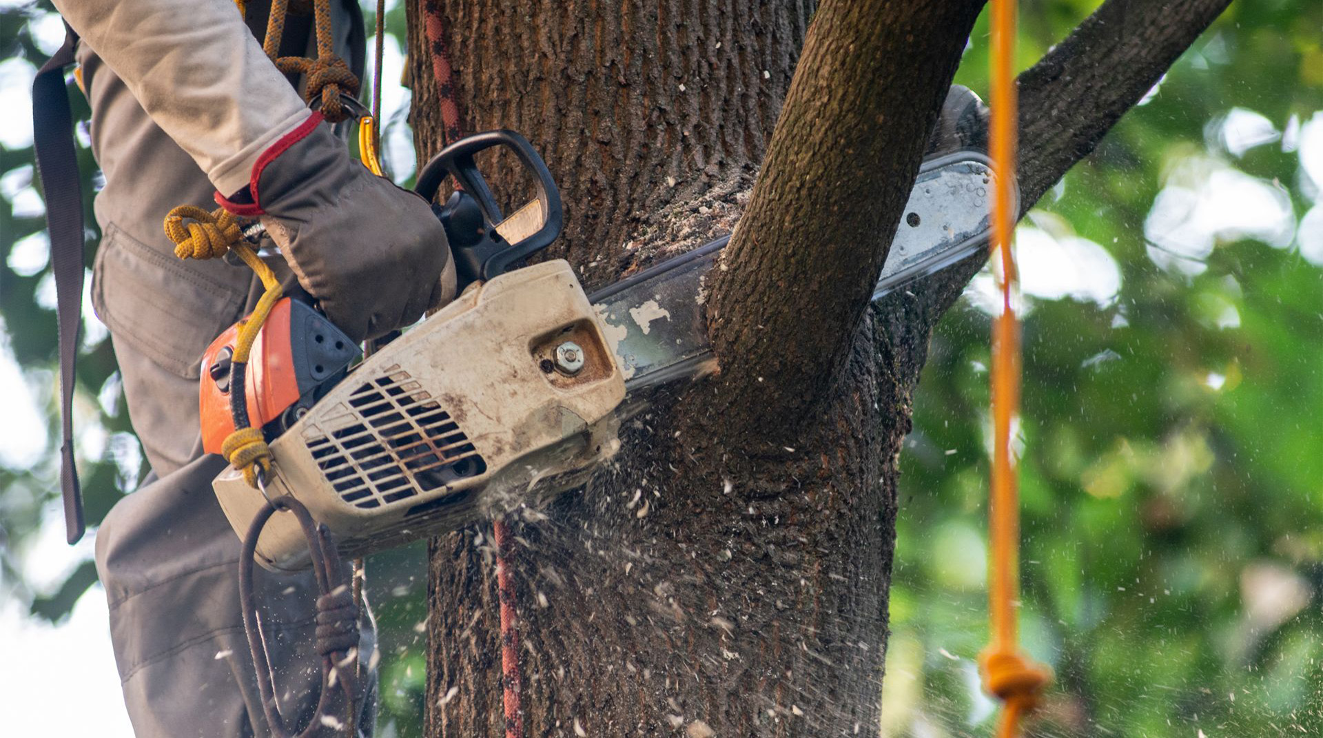 Ivy Pruning - Edward Payne & Co