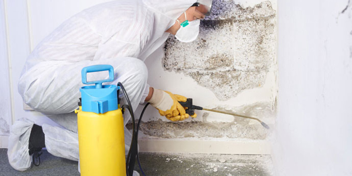 How Mold Removal Services in Mukilteo Can Save Your Property Value?