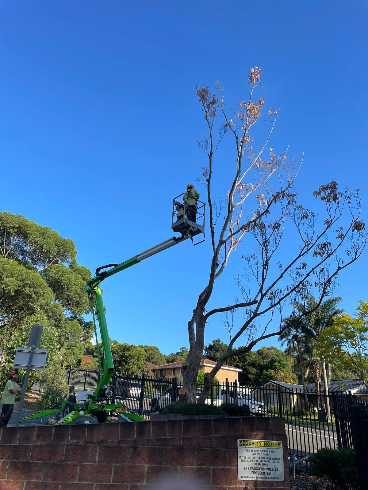 A Guide to Tree Removal: Seven Things You Should Know – Site Title