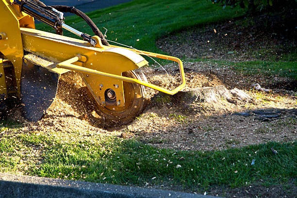 The Finest Tools for Robust Stump Grinding
