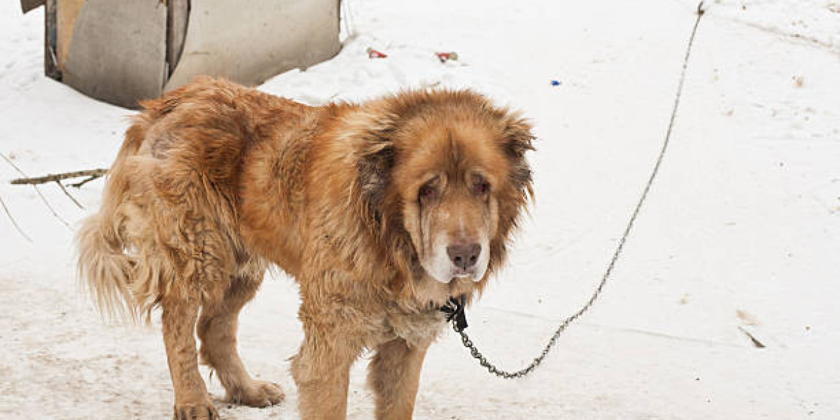 The Powerful Beauty of the Mongolian Mastiff Dog
