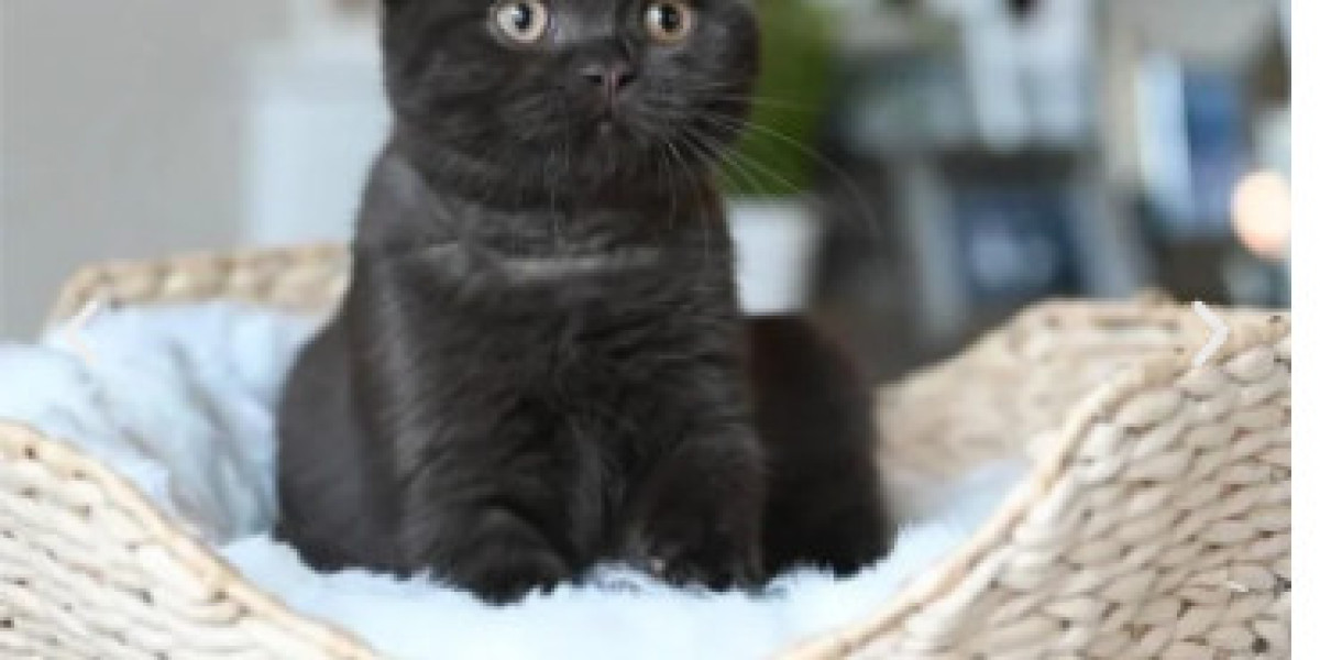 Adoptar gatos cachorros: Guía completa para darles un nuevo hogar