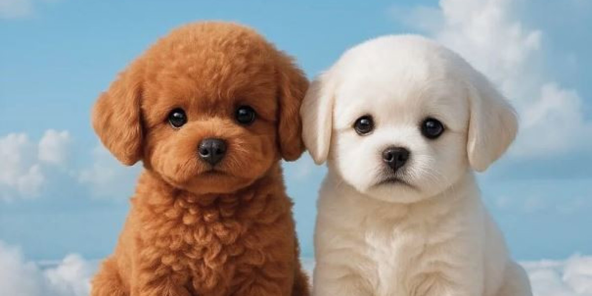 Froplay Haustierbegleiter – Beschäftigt Ihren Hund den ganzen Tag